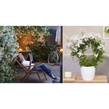 Beautiful Jasmine Plants